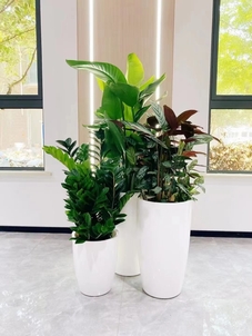 北仑植物租摆专业之选，点亮多彩生活空间