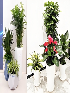 想让杭州湾办公室焕新？绿植租赁是绝佳选择